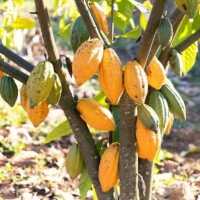 Parliament passes Ghana Cocoa Board Bill, 2026